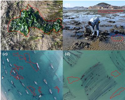 Study on the distribution and habitat suitability of seagrass in the Northern Chinese Seas